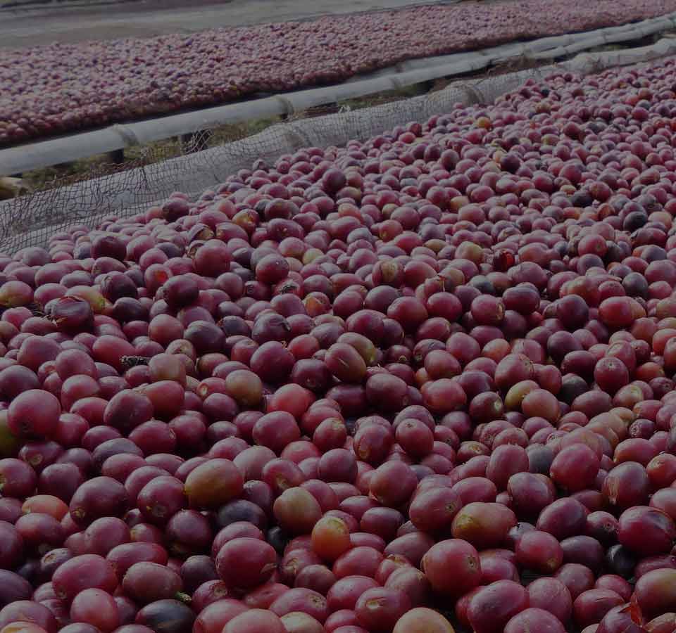 L'Ethiopie, berceau de l’humanité et du café