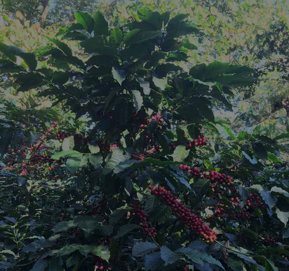 Le Guatemala, petit pays riche d’une grande biodiversité