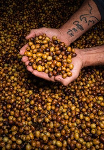 Déguster des cafés rares