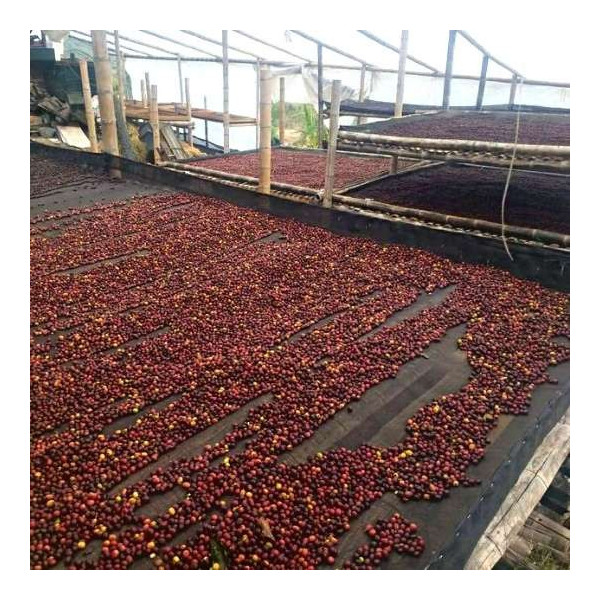 Séchage cerises procédé café naturel