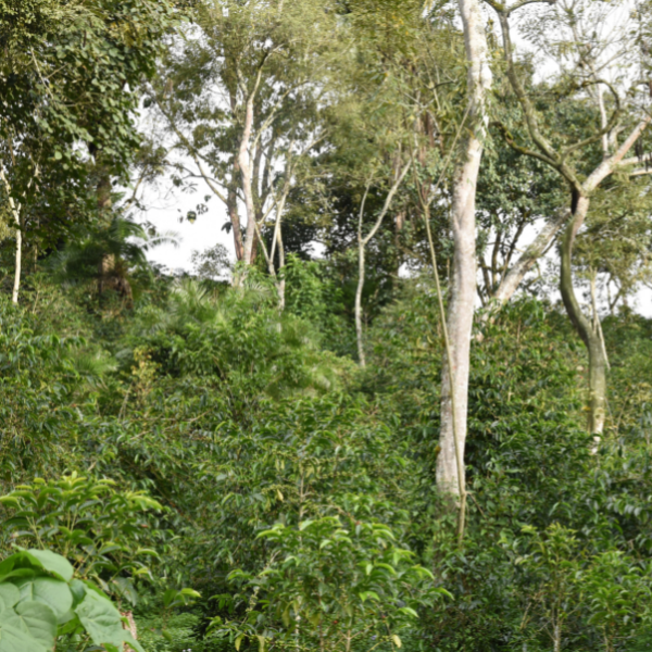 café-de-forêt-kaffa-gimbo-250g