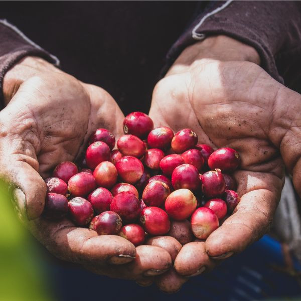 Café en grains ou moulu du Nicaragua