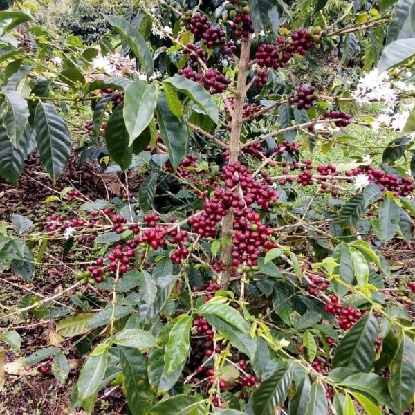 paysage plants de café variété tabi colombie huila