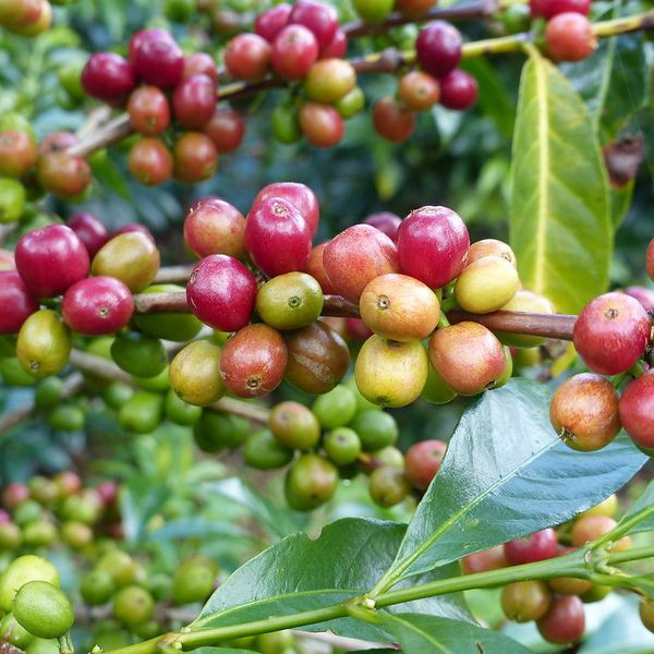 Café BIO en grains ou moulu Éthiopie | Chelbesa 250g