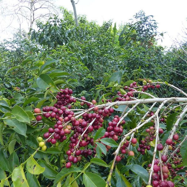 Café BIO en grains ou moulu Éthiopie | Chelbesa 250g