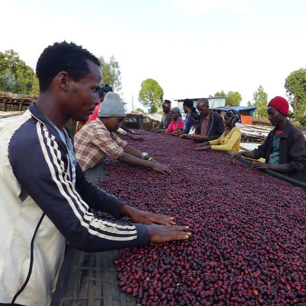 Café BIO en grains ou moulu Éthiopie | Odo Shakiso 1kg