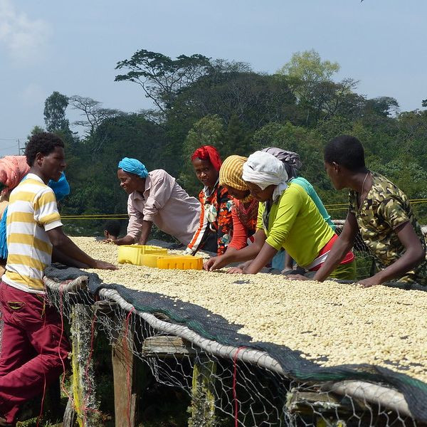 Café BIO en grains ou moulu Éthiopie | Anfilloo 250g