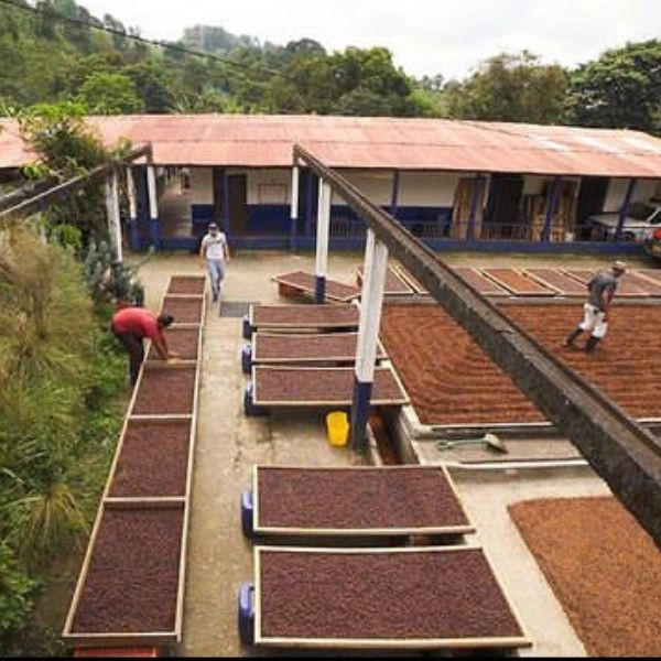 Café en grains ou moulu | Grand Cru de Colombie | El Placer 250g