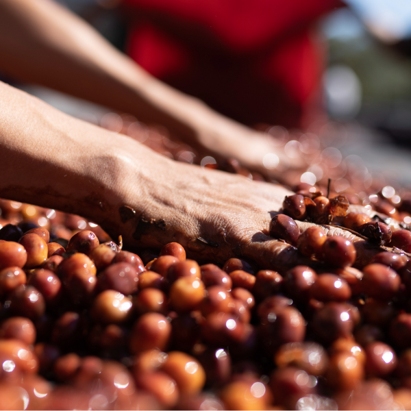 Cascara du Guatemala | 150g