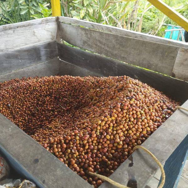 Café en grains ou moulu | Colombie | Ramon Hoyos 1kg