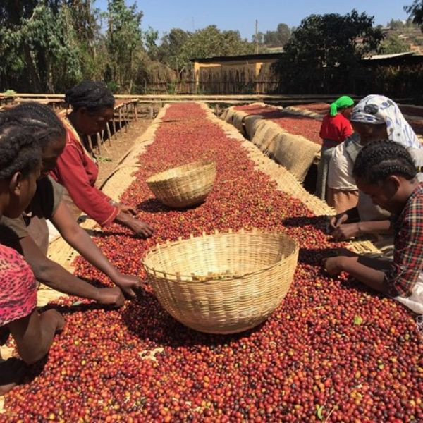 Café BIO en grains ou moulu Éthiopie | Bule Hora 250g