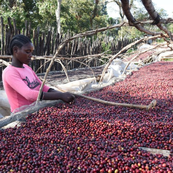 Café en grains ou moulu Éthiopie | Gushe Buna 1kg