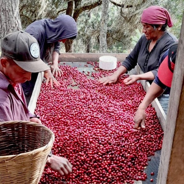 Café en grains ou moulu Nicaragua | El Perote Lavé 1kg