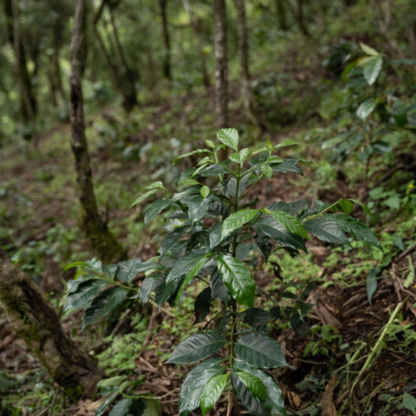 Café en grains ou moulu Geisha du Guatemala | Finca Gascon 150g