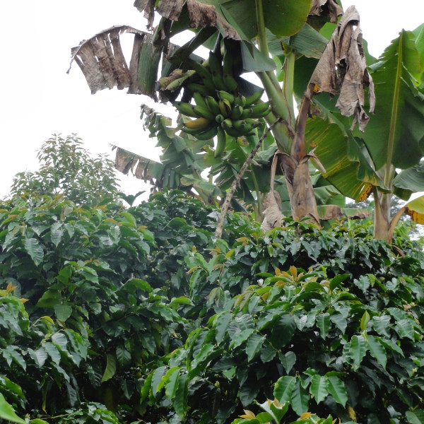 Café en grains ou moulu Colombie | La Palma 1kg