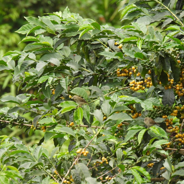 Café en grain ou moulu | Gesha Maranatha 250g