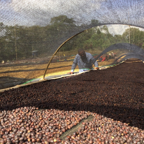 Café en grains ou moulu Éthiopie | Abbachebsa 1kg