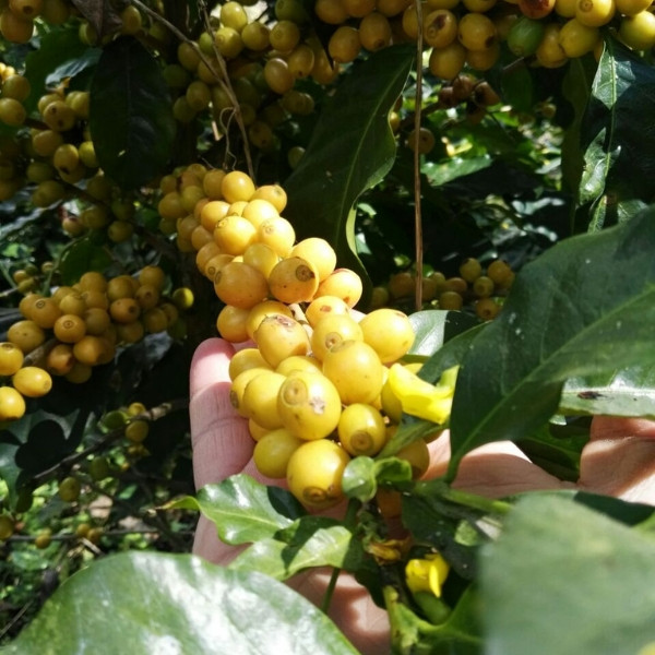 Café en grains ou moulu Guatemala | Bendición 250g