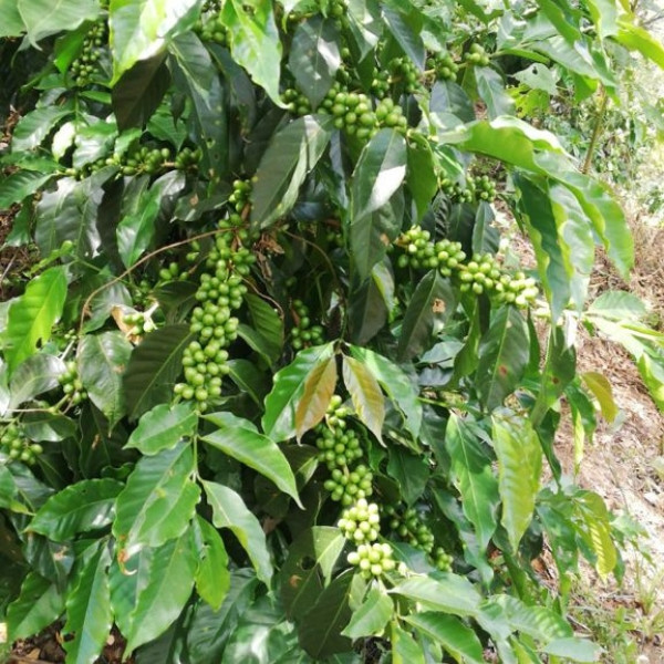 Café en grains ou moulu Guatemala | Bendición 1kg