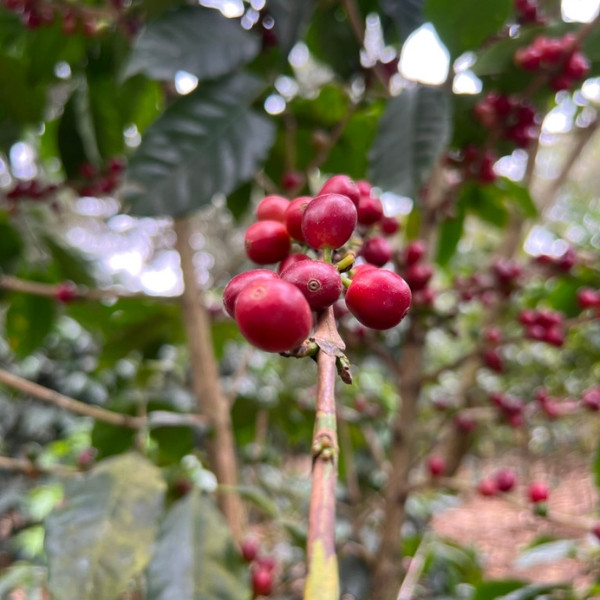 Café en grains ou moulu Guatemala | Patzibir 250g