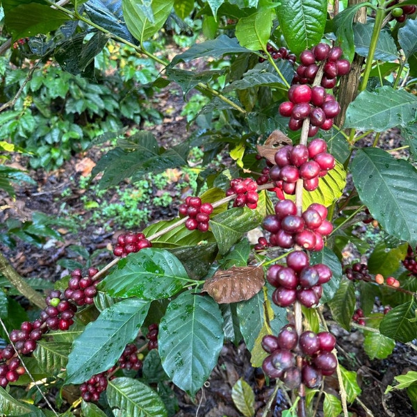 Café en grains ou moulu Guatemala | Patzibir 1kg