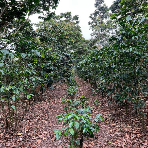 Café en grains ou moulu Guatemala | Patzibir 1kg