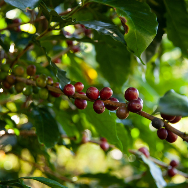Café BIO en grains ou moulu Honduras | Ceiba 250g