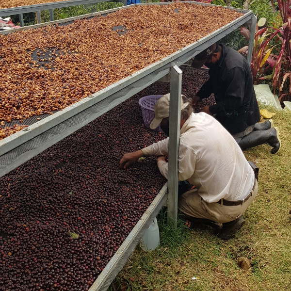 Café en grains ou moulu Costa Rica | La Bandera 250g Café en grains ou moulu Costa Rica | La Bandera 250g