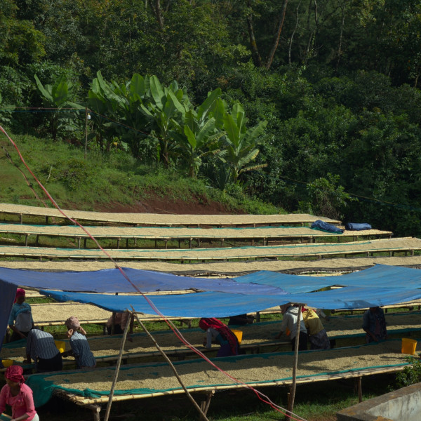 Café en grains ou moulu Éthiopie | Sedi Loya BIO 250g