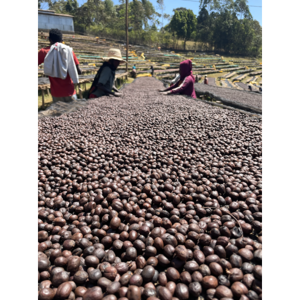 Café en grains ou moulu Éthiopie | Shantawene 1kg