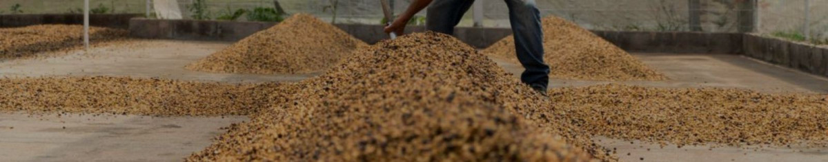 Cascara
