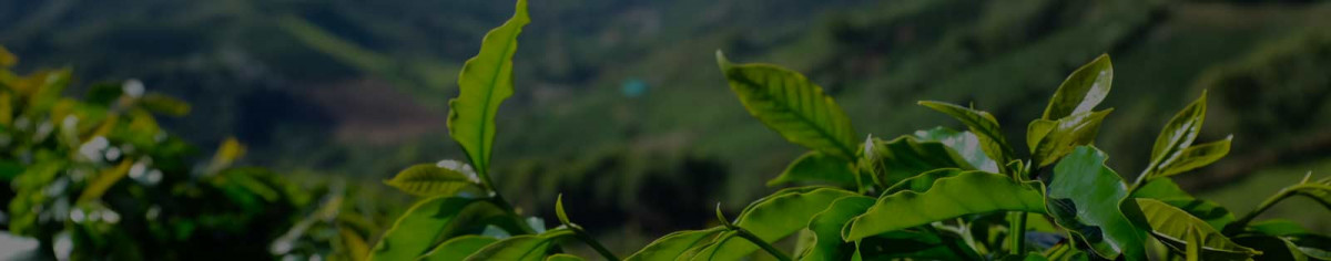 Café Brésil
